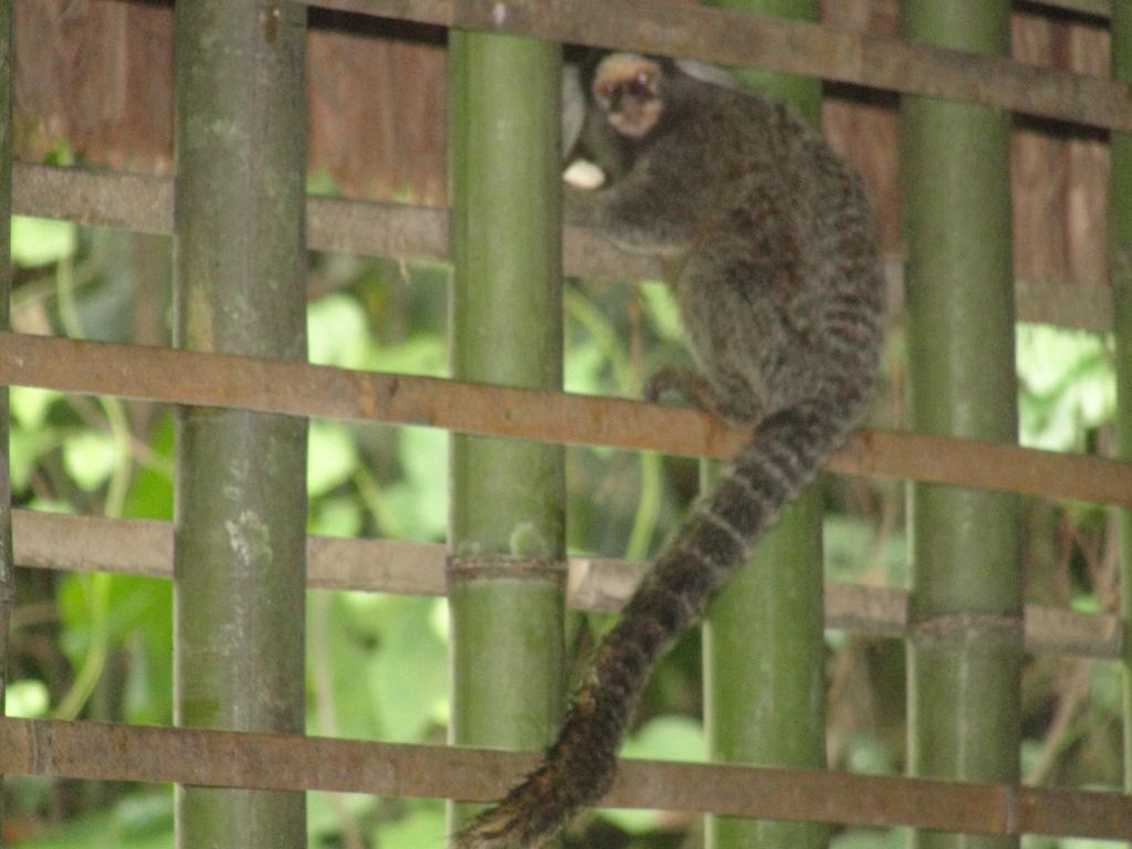 Pousada Da Terra Paraty Eksteriør bilde